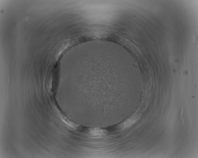 X0000065980336200603101428