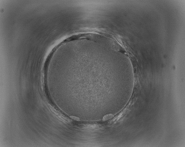 X0000065980342200603101428