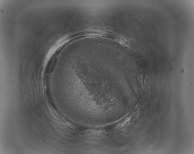 X0000065980343200603101428