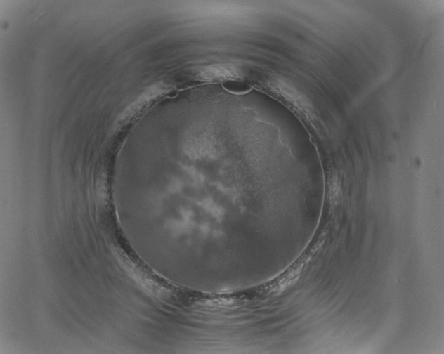 X0000065980353200603101428