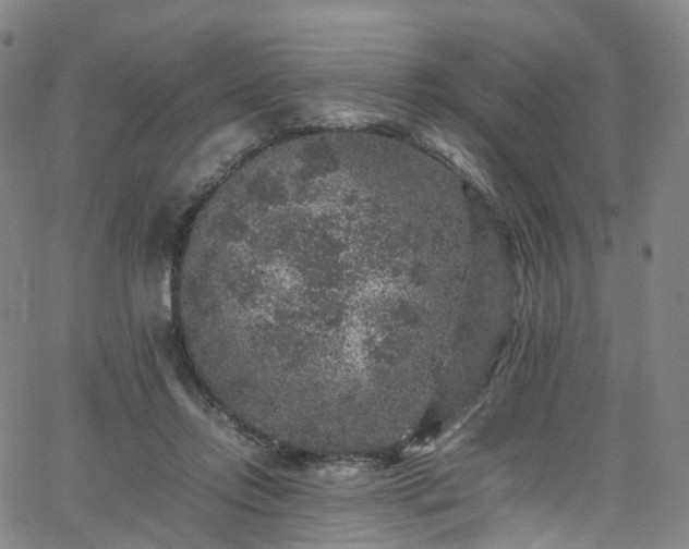 X0000065980358200603101428