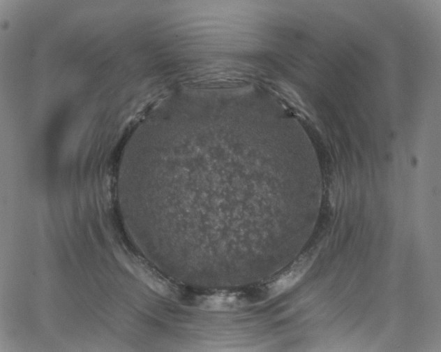 X0000065980366200603101428