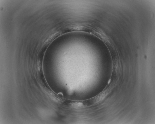 X0000065980374200603101428