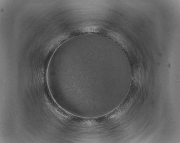 X0000065980402200603101427