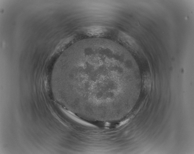 X0000065980408200603101427