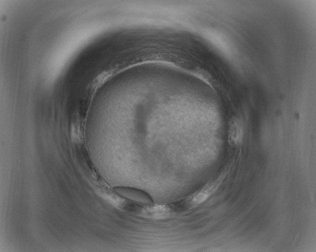 X0000065980431200603101427