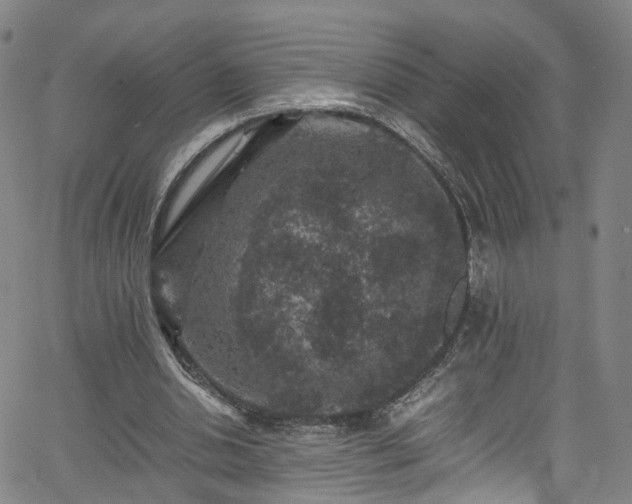 X0000065980438200603101426