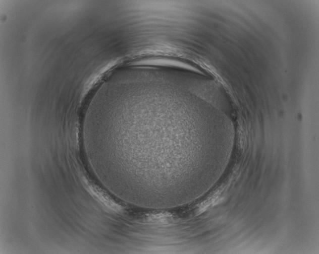 X0000065980446200603101426