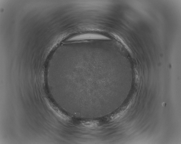 X0000065980447200603101426