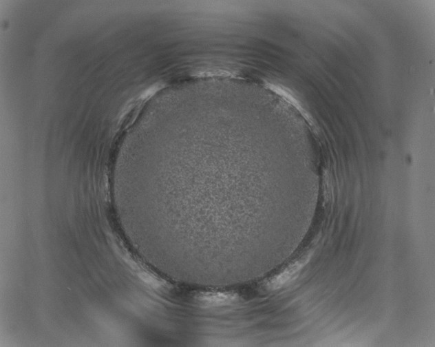 X0000065980453200603101426