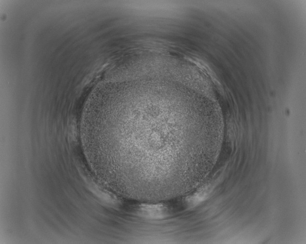 X0000065980457200603101426