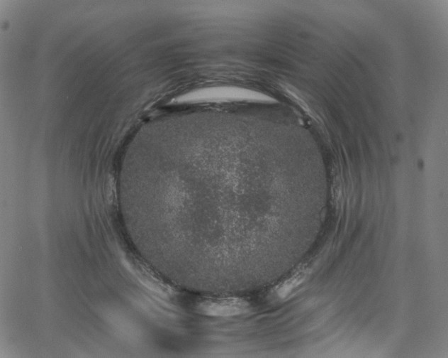 X0000065980459200603101426