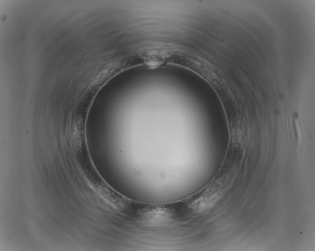 X0000065980460200603101426