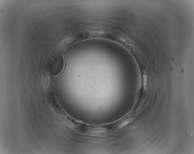 X0000065980463200603101426