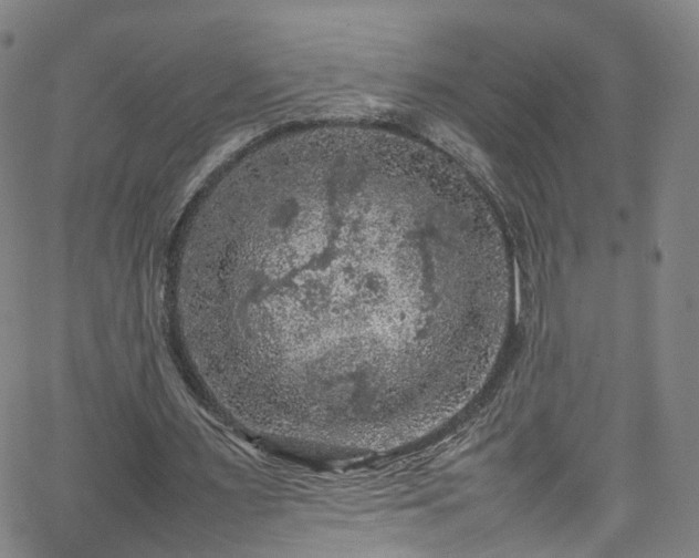 X0000065980483200603101426