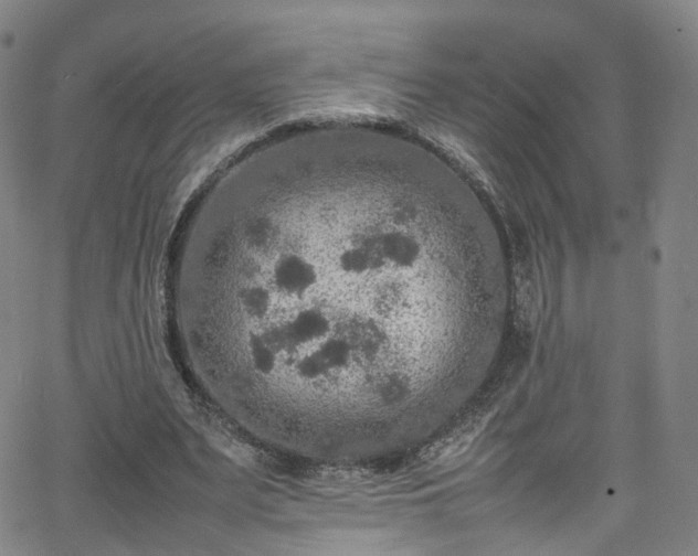 X0000065980487200603101426