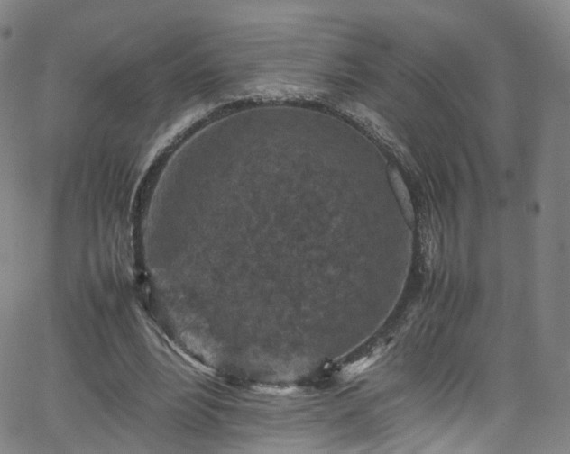 X0000065980488200603101426