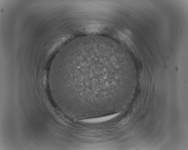 X0000065980495200603101426