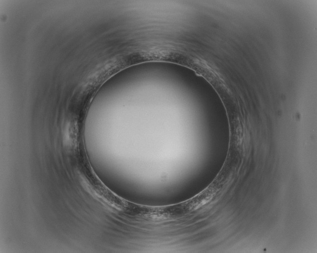 X0000065980498200603101426