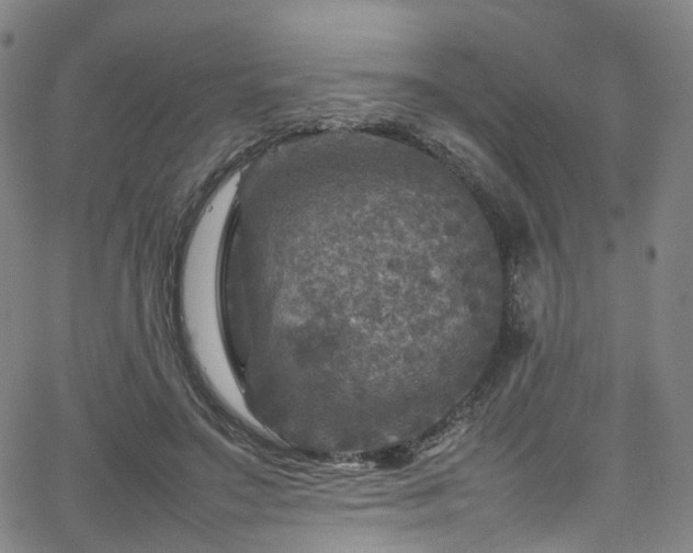 X0000065980499200603101426