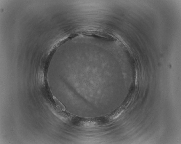 X0000065980500200603101426