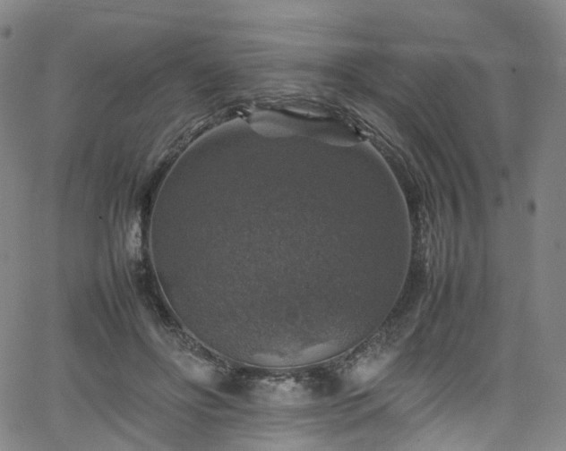 X0000065980502200603101426