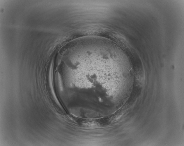 X0000065980503200603101426