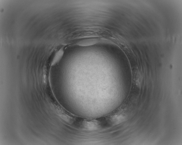 X0000065980510200603101426