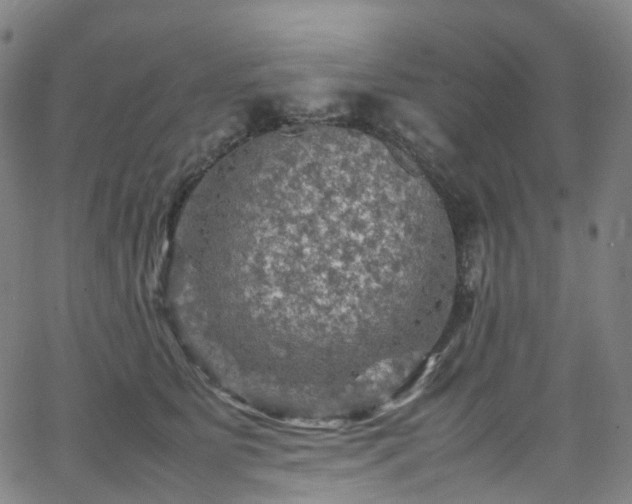 X0000065980515200603101425