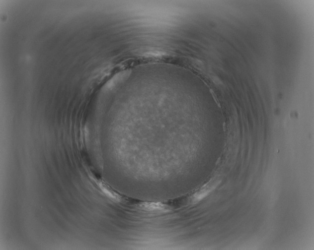 X0000065980528200603101425