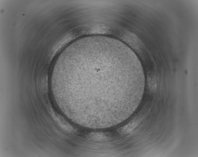 X0000065980534200603101425