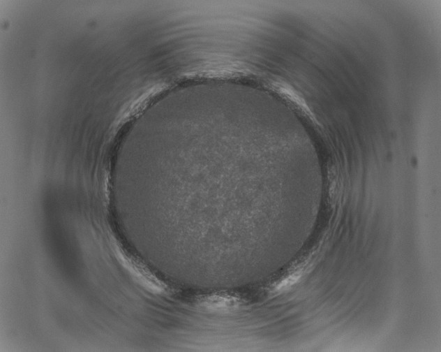 X0000065980542200603101425