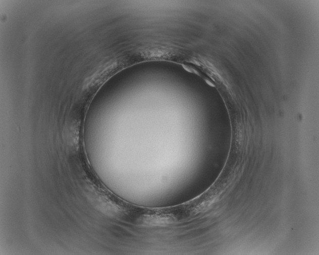 X0000065980545200603101425