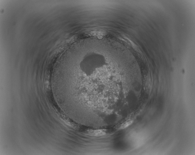 X0000065980553200603101425