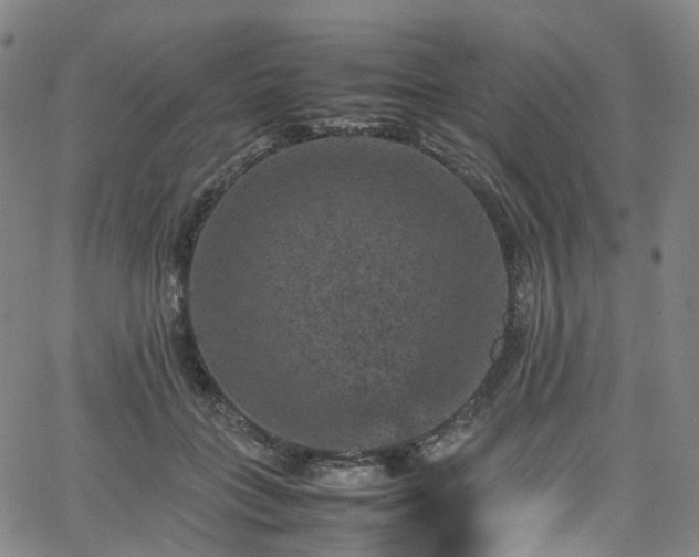 X0000065980555200603101425