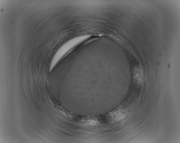 X0000065980559200603101425