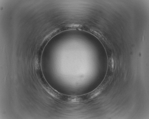 X0000065980564200603101425