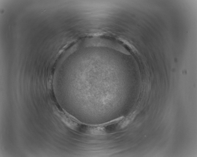 X0000065980576200603101425