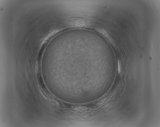 X0000065980579200603101424