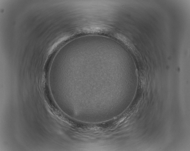 X0000065980583200603101424