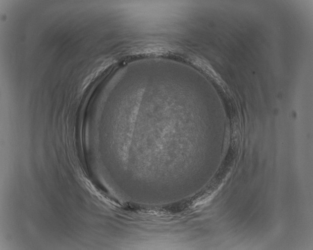 X0000065980585200603101424