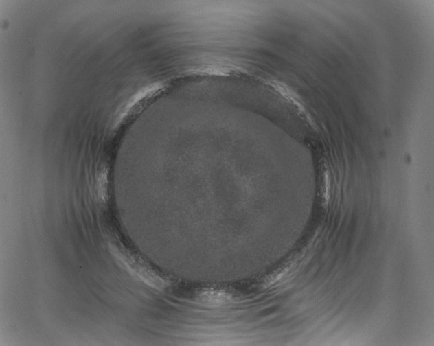 X0000065980596200603101424