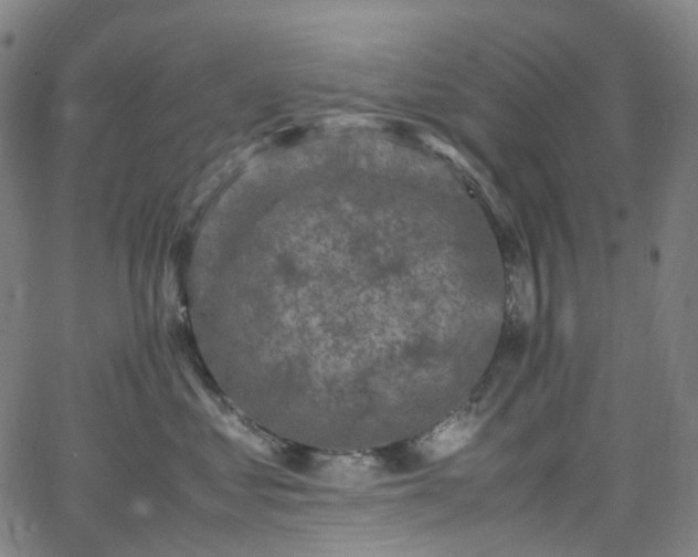 X0000065980621200603101424