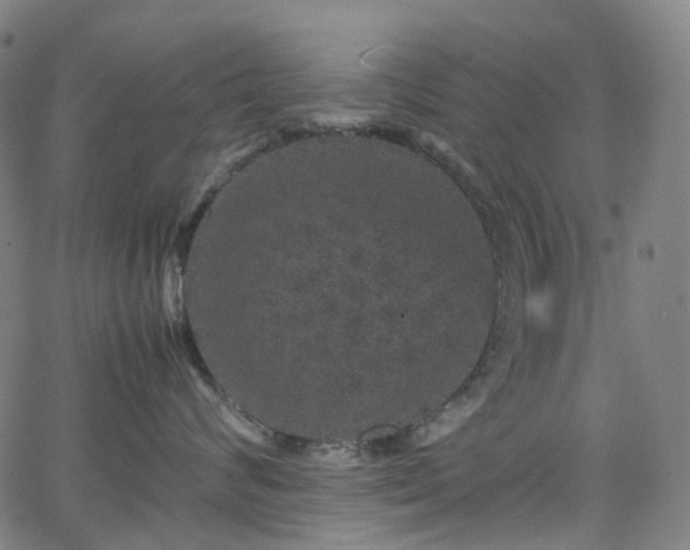 X0000065980624200603101424