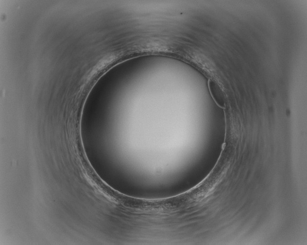 X0000065980625200603101423