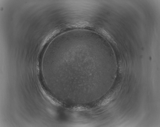 X0000065980634200603101423