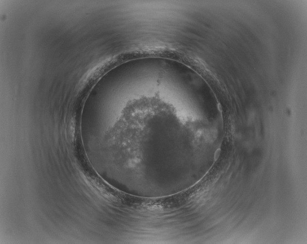 X0000065980640200603101423