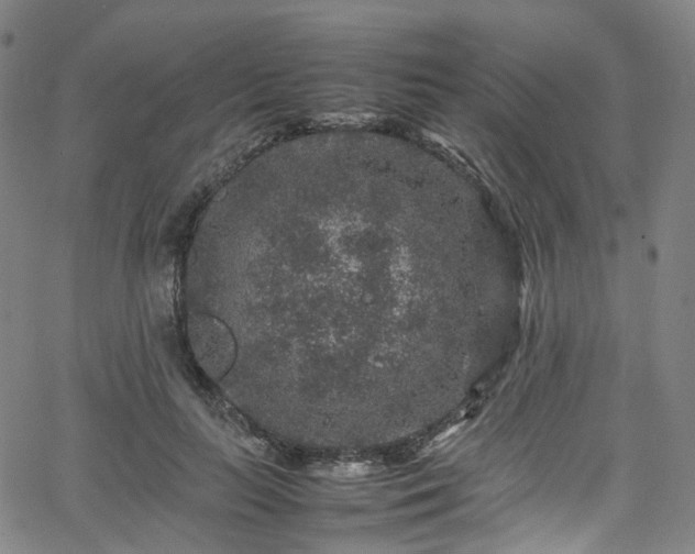 X0000065980647200603101423