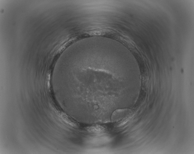 X0000065980652200603101423