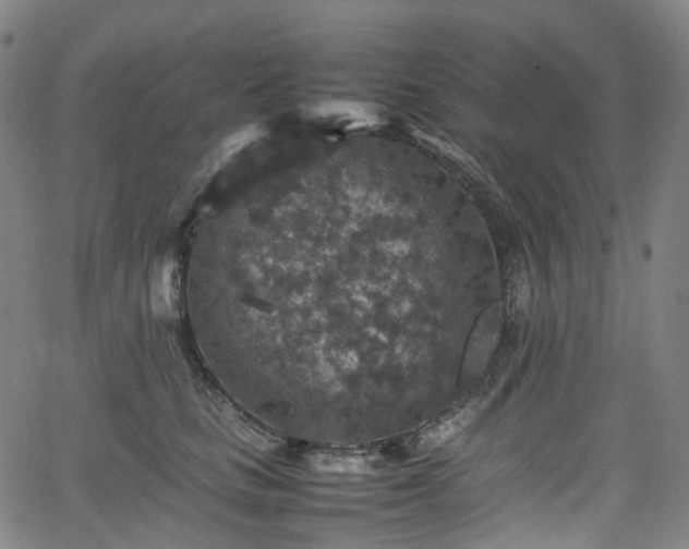 X0000065980661200603101423